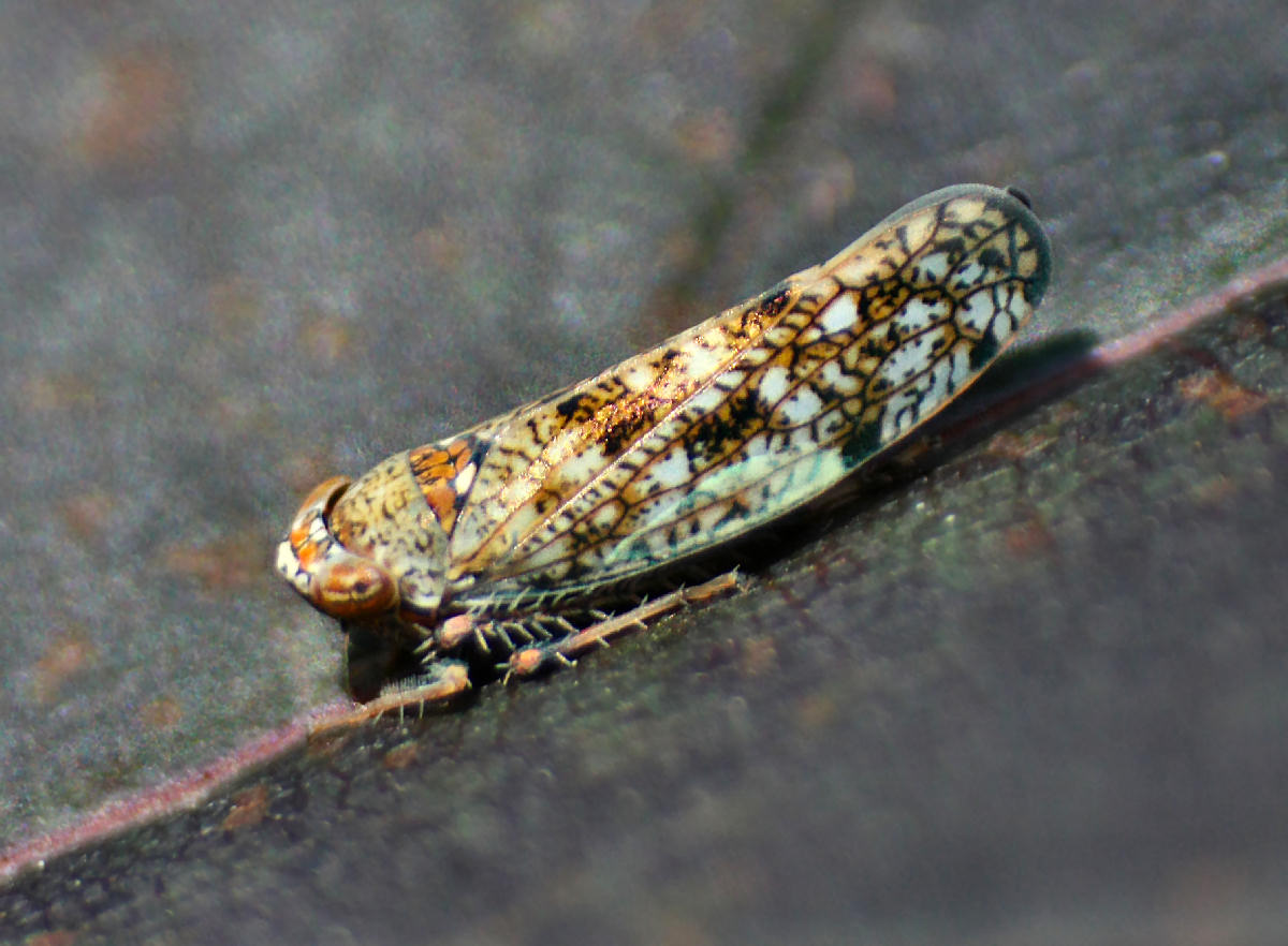 Cicadellidae: Orientus ishidae della Lombardia